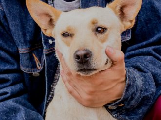 Perrita zacatecana rescatada viajará a EU para ser adoptada