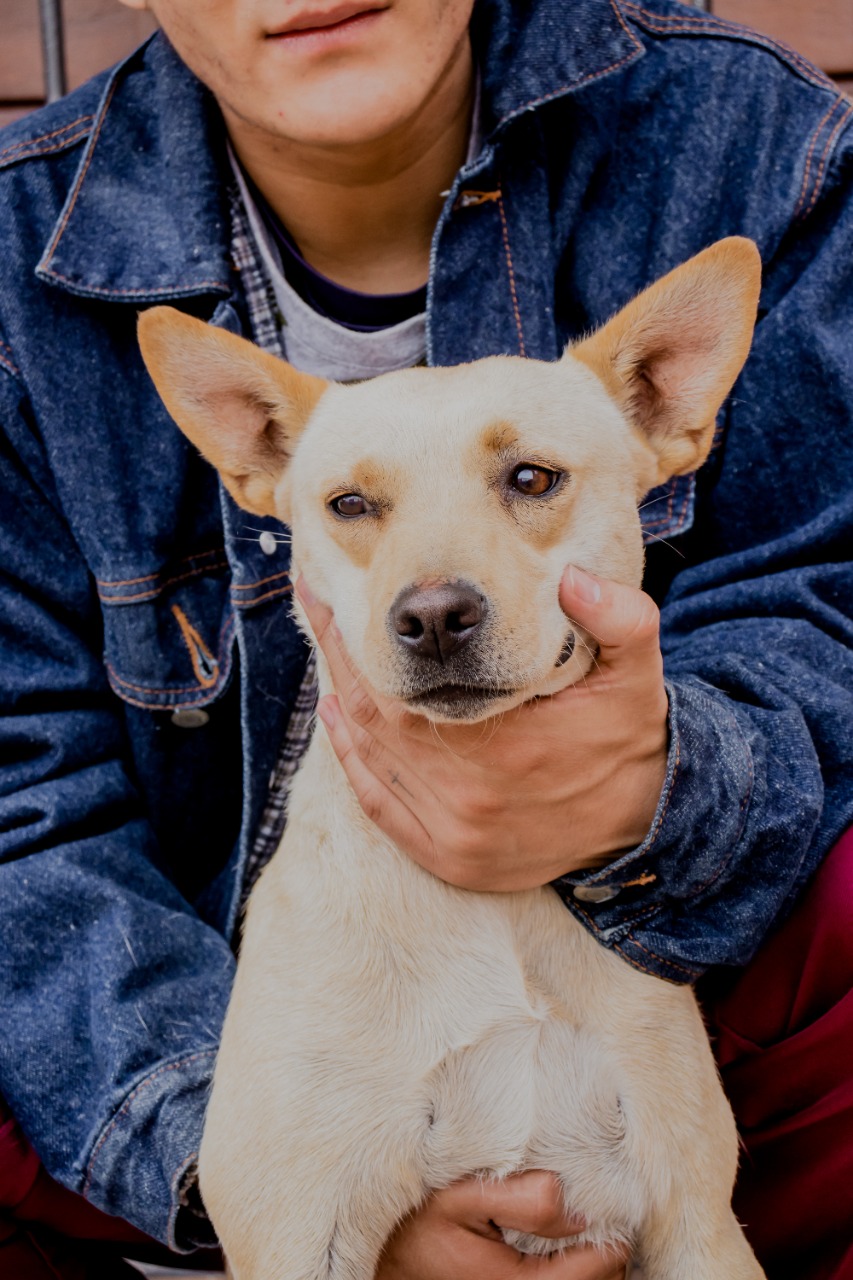 Perrita zacatecana rescatada viajará a EU para ser adoptada