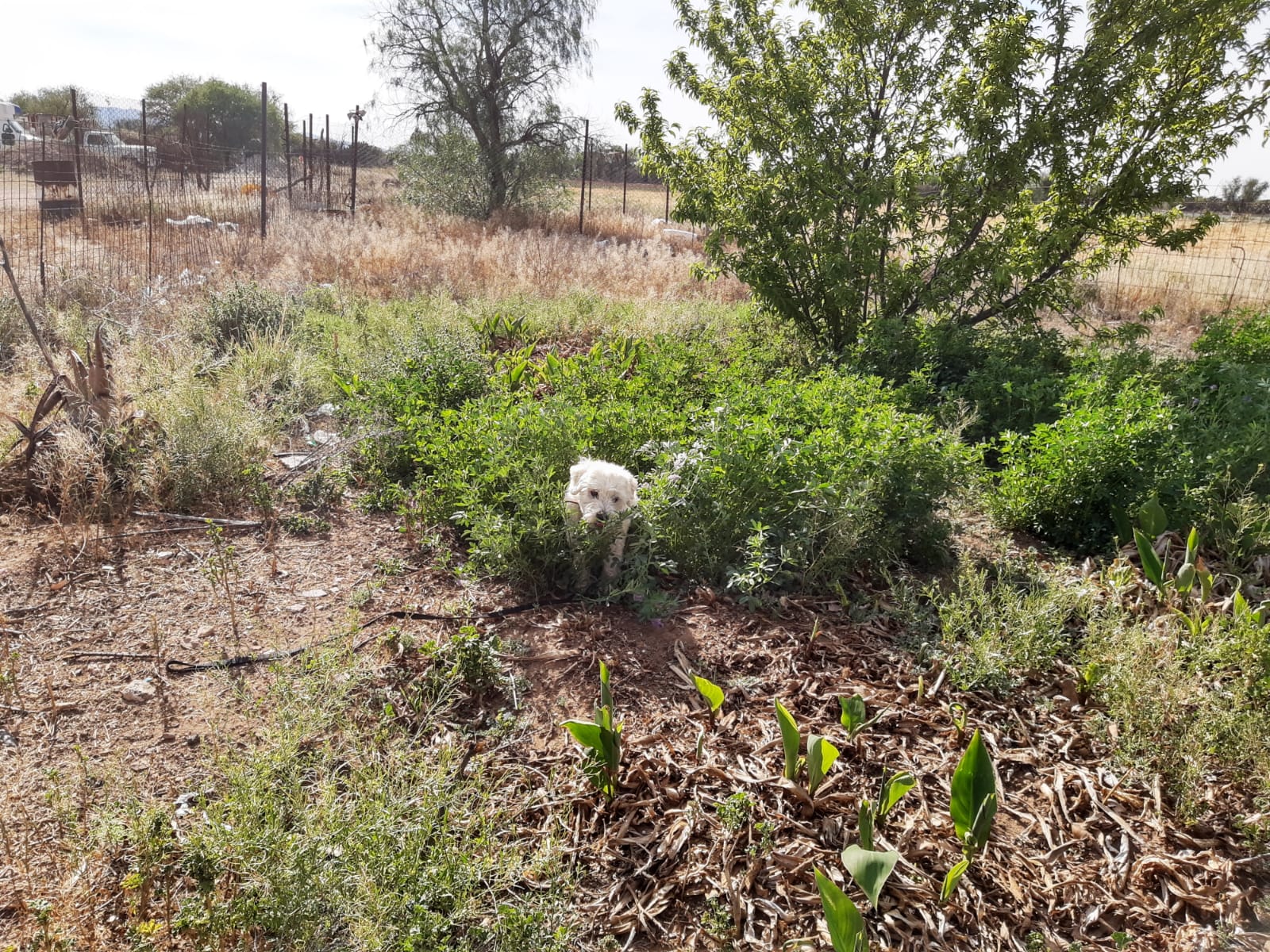 Anuncian Centro de Construcción Canino y Felino en Fresnillo.