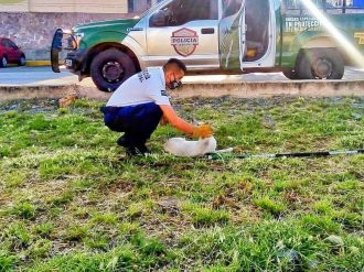 Continúa latente el maltrato animal en la capital