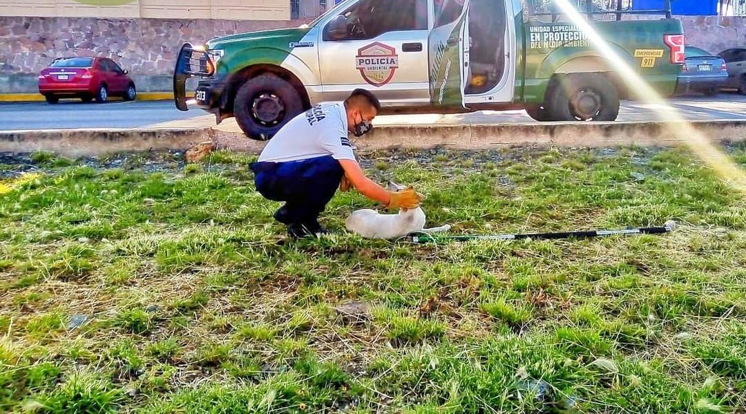 Continúa latente el maltrato animal en la capital
