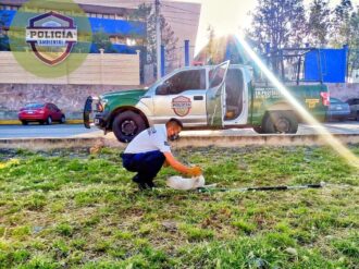 Continúa latente el maltrato animal en la capital