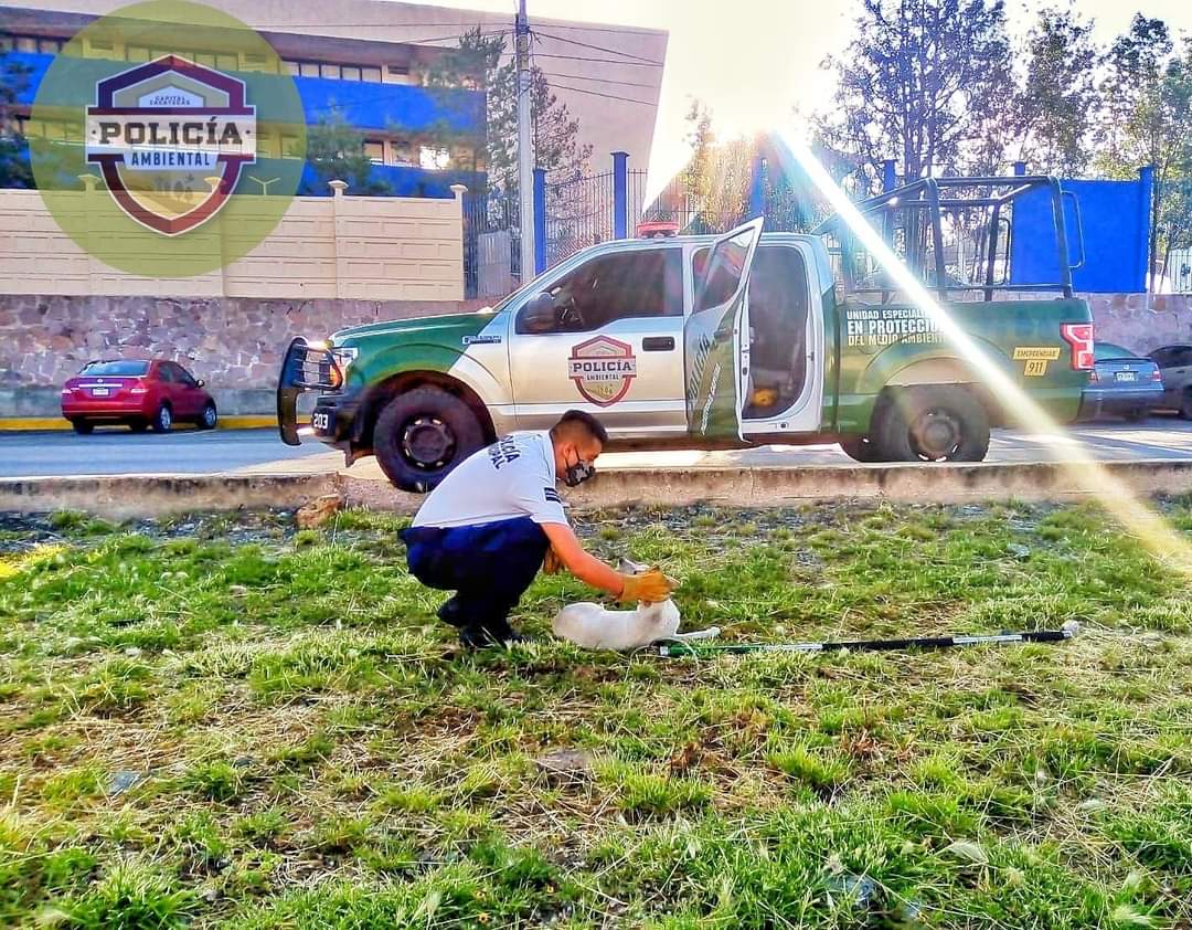 Continúa latente el maltrato animal en la capital