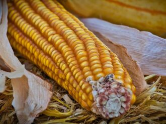 Nutre el campo zacatecano las cocinas mexicanas