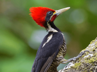 EEUU declara extintas permanentemente 23 especies