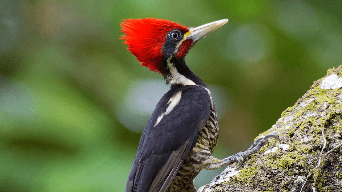 EEUU declara extintas permanentemente 23 especies