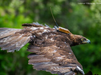 Rescatan y liberan a un águila real