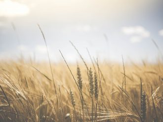 Hijos y nietos despojan a don Pedro de sus tierras
