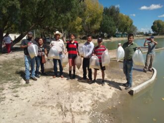 Siembran tilapia en El Fuerte y La Almoloya