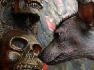 Qué relación existe entre los animales y la muerte