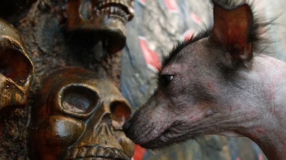 Qué relación existe entre los animales y la muerte