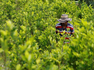 Productores de coca toman control del mercado tras fuertes choques con policía en Bolivia