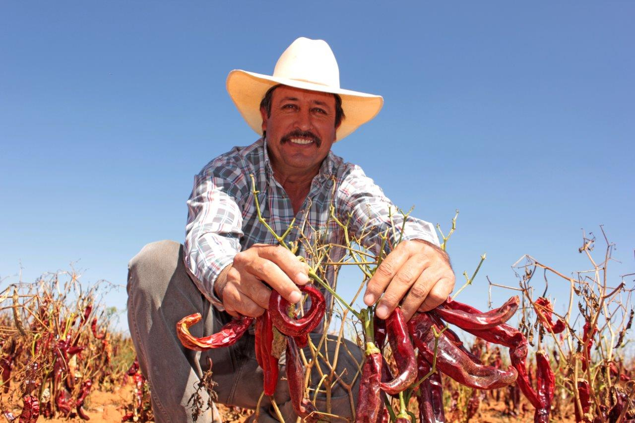 Nutre el campo zacatecano las cocinas mexicanas