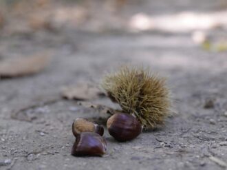 Cárcel y latigazos por robar tres bolsitas de castañas de cajú en Irán