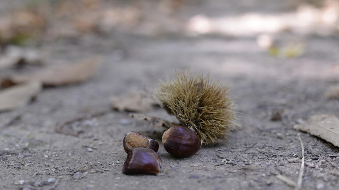 Cárcel y latigazos por robar tres bolsitas de castañas de cajú en Irán
