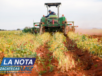 Cuesta $19 sembrar un kilo de frijol y se vende hasta en 11 pesos