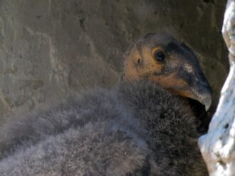 Tú puedes elegir los nombres de los cóndores nacidos en Chapultepec