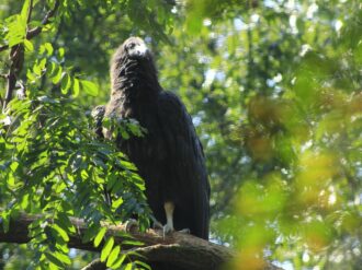 Invitan a elegir los nombres de cóndores de California nacidos en el zoológico de Chapultepec
