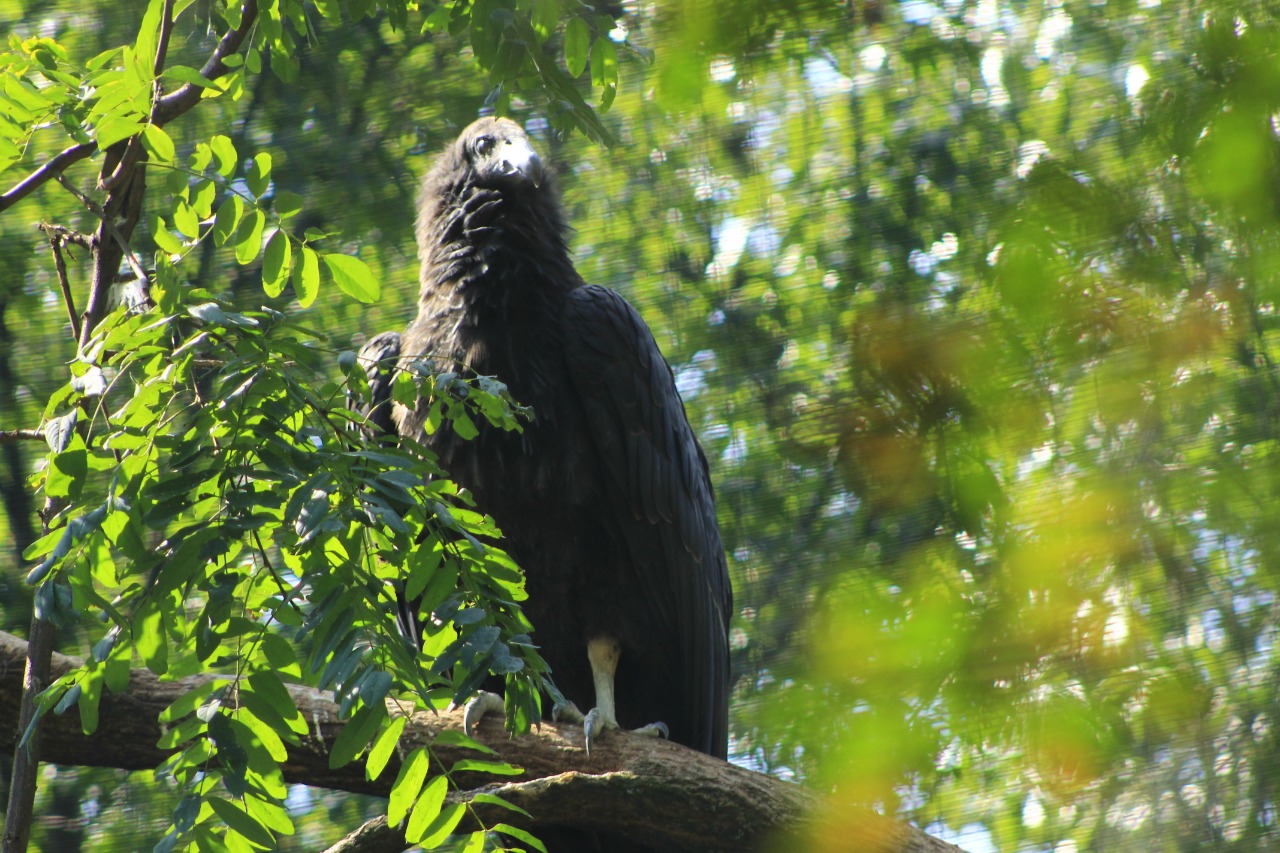 Invitan a elegir los nombres de cóndores de California nacidos en el zoológico de Chapultepec