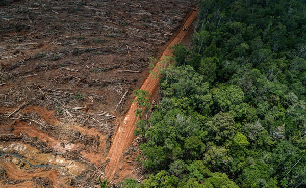 México no firmó pacto para poner fin a deforestación