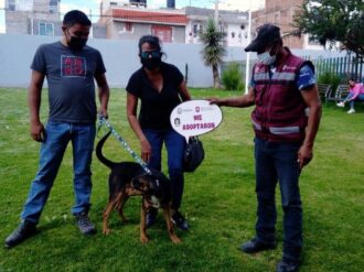 Adoptan a 16 animalitos del Centro de Atención Canina y Felina de Guadalupe
