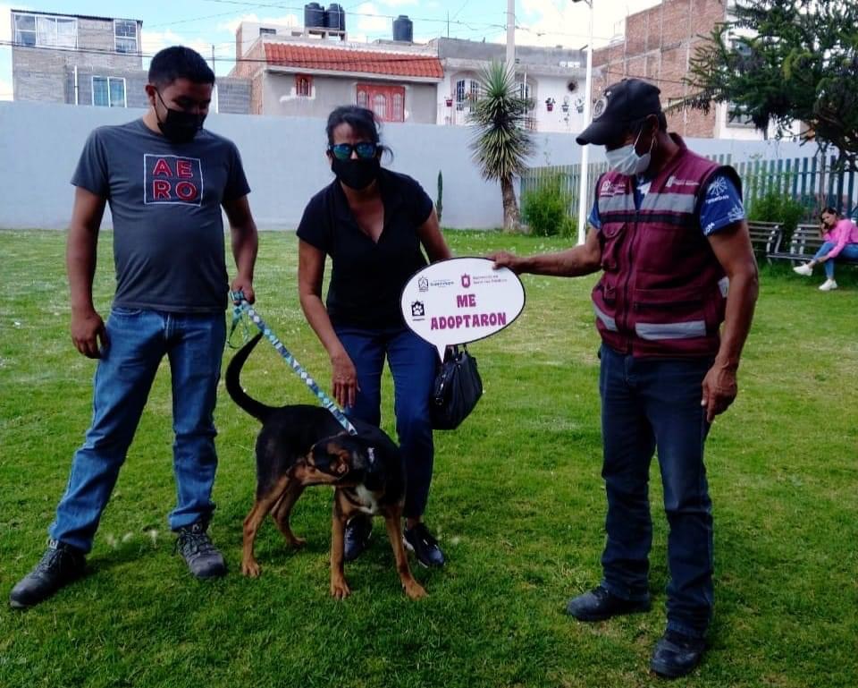 Adoptan a 16 animalitos del Centro de Atención Canina y Felina de Guadalupe
