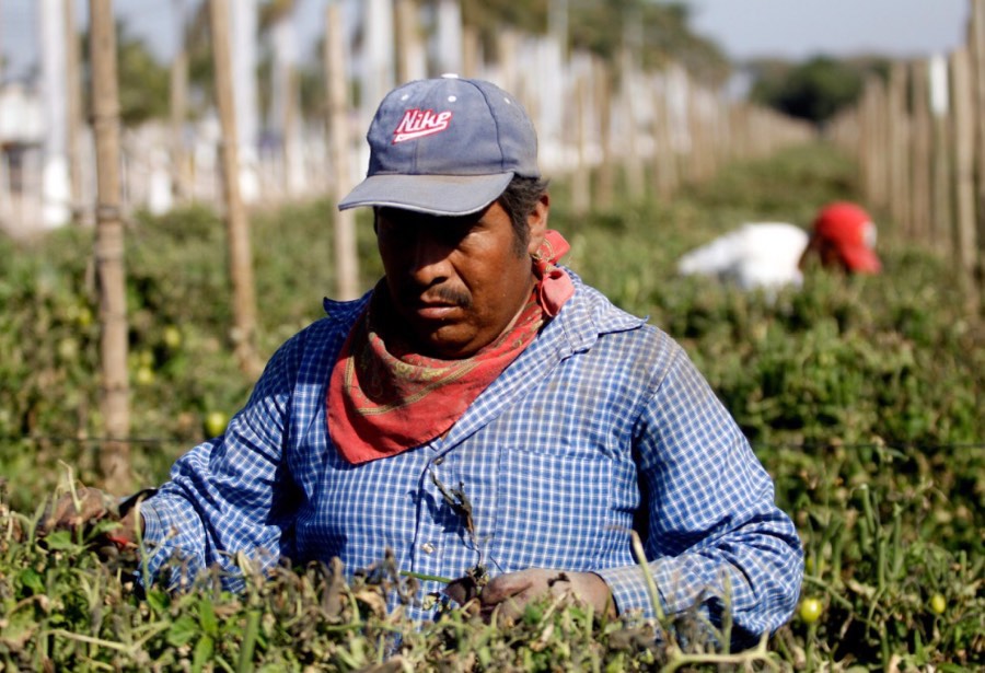 Piden evitar abusos a trabajadores de México en Canadá