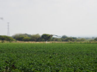 Anuncian feria agropecuaria para el 6 y 7 de noviembre