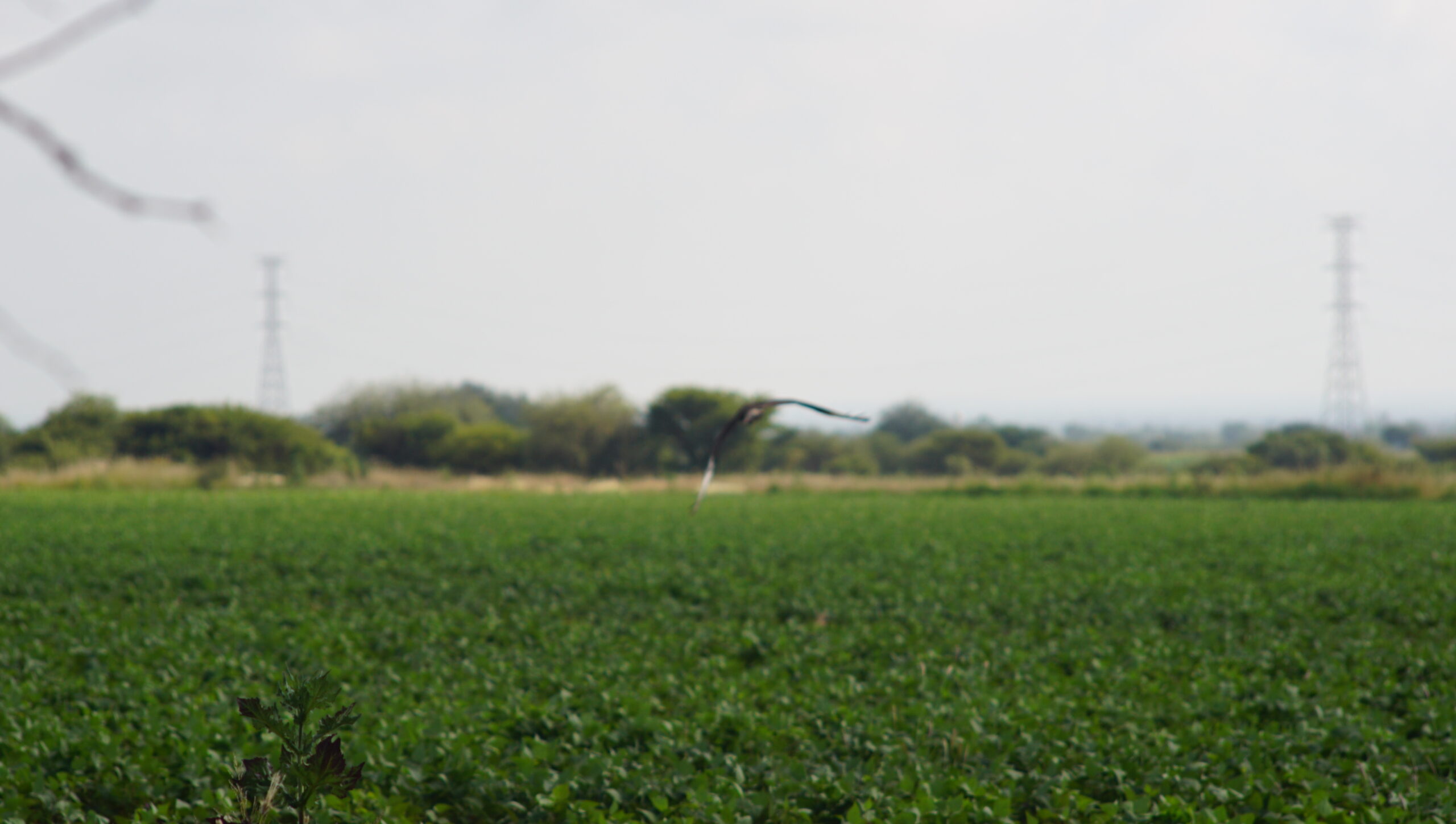Anuncian feria agropecuaria para el 6 y 7 de noviembre