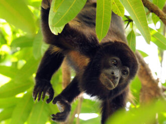 Día del Mono, fecha para su concientizar y velar por su preservación