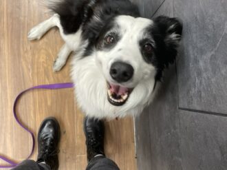 Pasajera denuncia que Aeroméxico extravió a su perrito Kobe