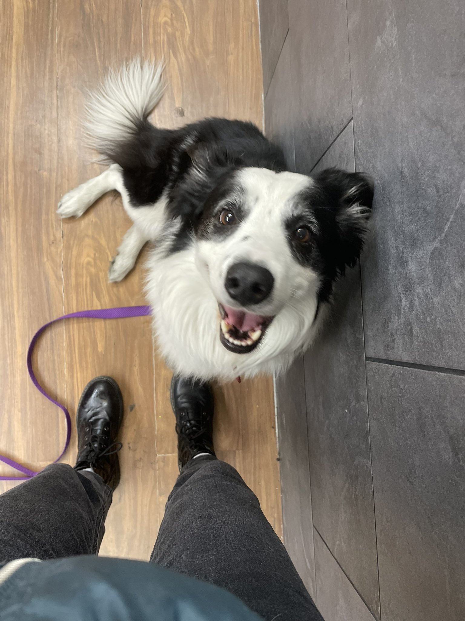 Pasajera denuncia que Aeroméxico extravió a su perrito Kobe