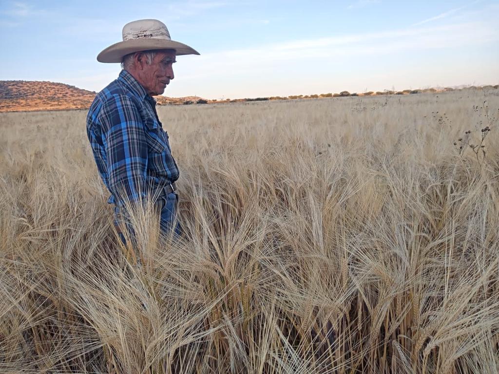 Apoyo a productores de cebada dejará derrama económica de más de 15 millones de pesos