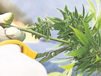 Declaran inconstitucional prohibir siembra de cannabis industrial