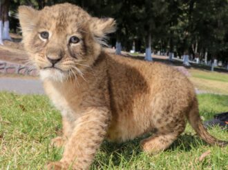 SEDIF te invita a nombrar a los cachorros de león del Parque y Zoológico La Encantada.