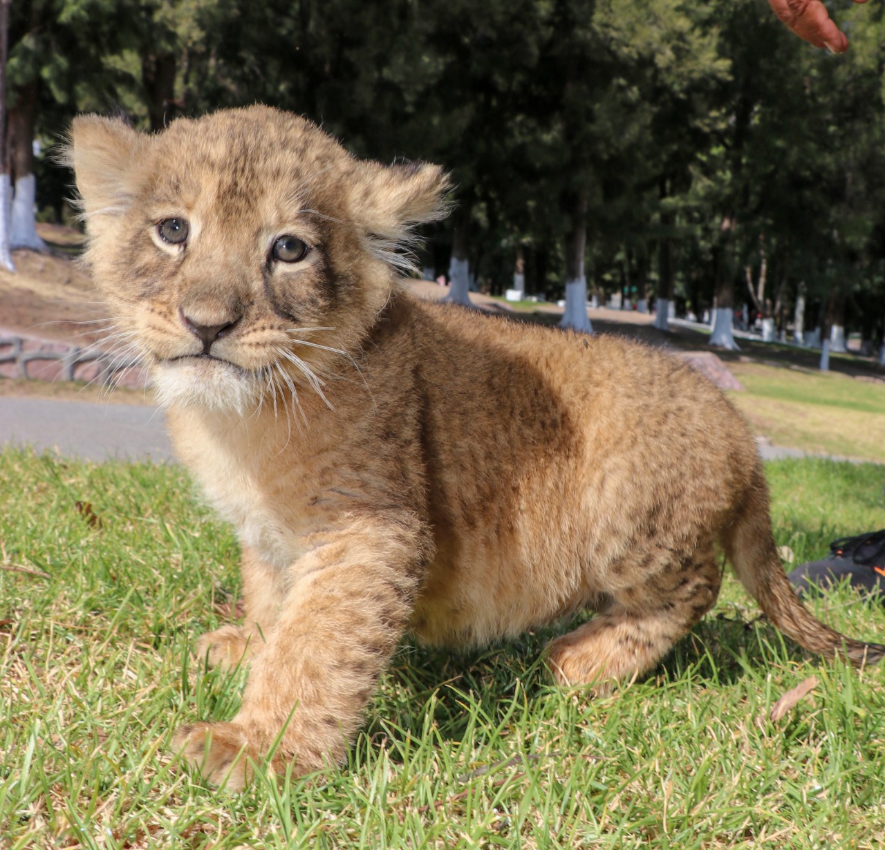 SEDIF te invita a nombrar a los cachorros de león del Parque y Zoológico La Encantada.