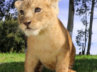 Piden a niños nombrar a cachorritos de león