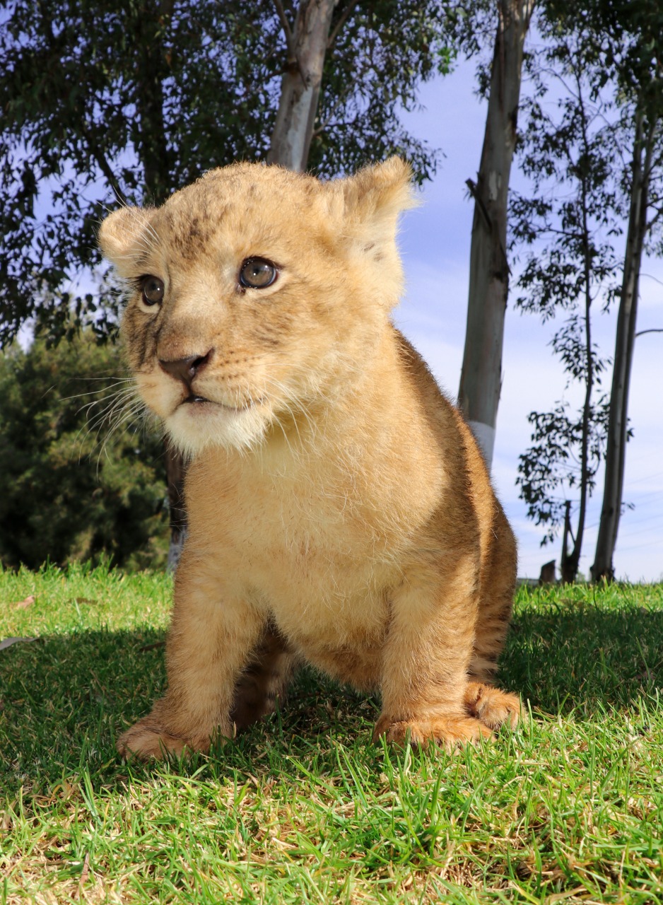 Piden a niños nombrar a cachorritos de león