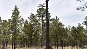 Rescatarán las zonas forestales de Zacatecas