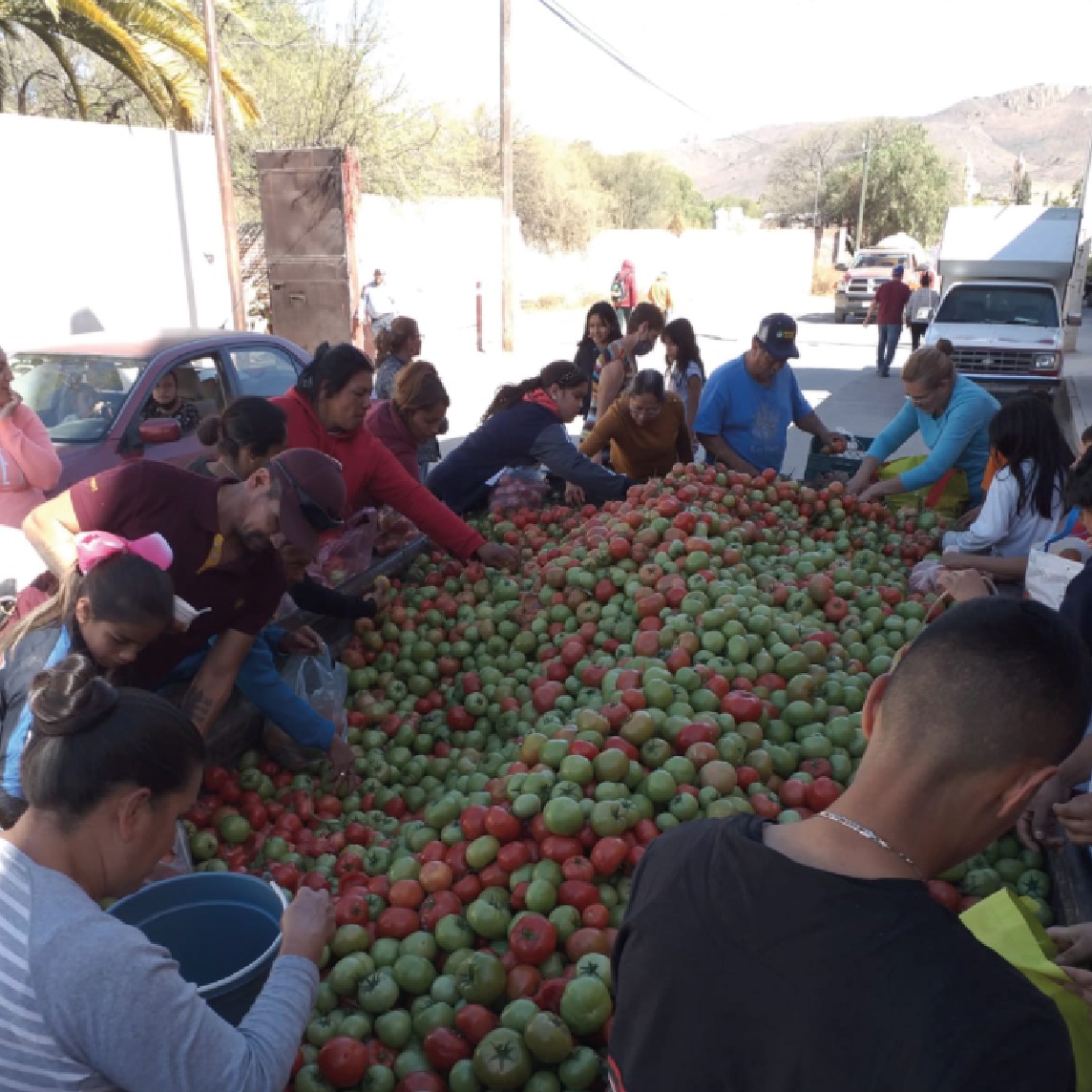 Regalan jitomate a pobladores de Ojocaliente