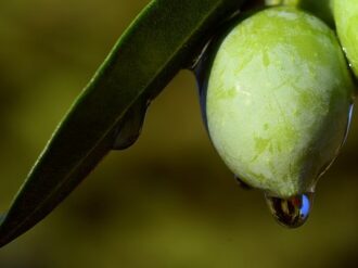 Reduce el aceite de oliva riesgo de muerte temprana