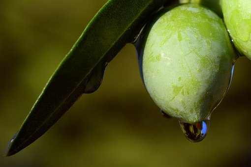 Reduce el aceite de oliva riesgo de muerte temprana