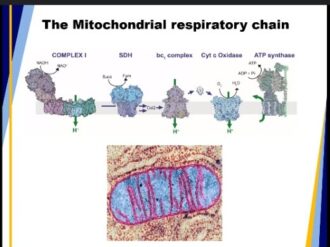 Trabajan en la creación de antibióticos que puedan desintegrar la proteína Spike del SARS-CoV-2