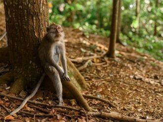 Cuatro monos de laboratorio escapan tras accidente en Estados Unidos; capturan a tres