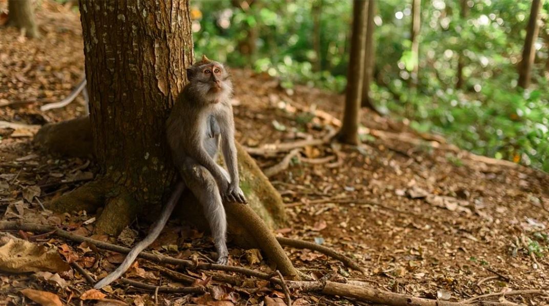 Cuatro monos de laboratorio escapan tras accidente en Estados Unidos; capturan a tres