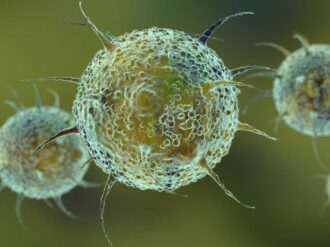 Con ómicron aumentará número de contagios, pero no fallecimientos: AMLO