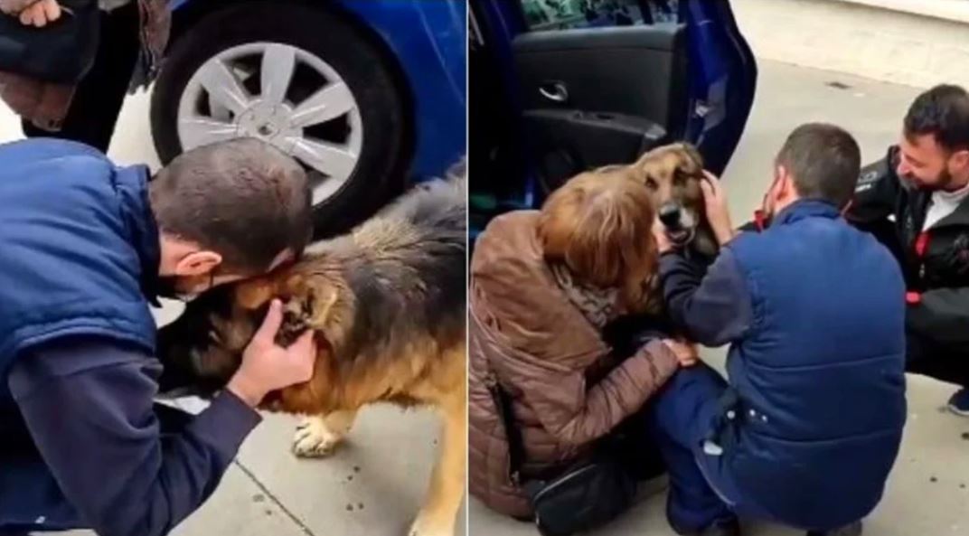 Perro “Dico” se reencuentra con su familia tras 7 años de estar perdido