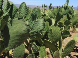 Destinarán 1.9 millones para 16 viveros de nopal