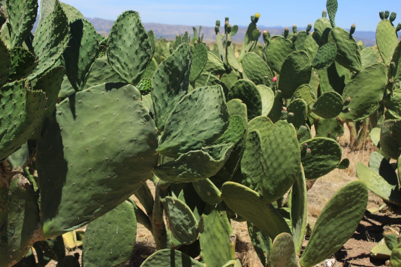 Destinarán 1.9 millones para 16 viveros de nopal