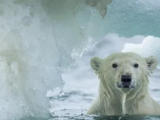 El cambio climático y el aumento de temperatura alcanza a las «regiones inmunes» del Ártico